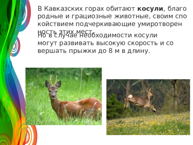 В Кав­каз­ских горах оби­та­ют  ко­су­ли , бла­го­род­ные и гра­ци­оз­ные жи­вот­ные, своим спо­кой­стви­ем под­чер­ки­ва­ю­щие уми­ро­тво­рен­ность этих мест. Но в слу­чае необ­хо­ди­мо­сти ко­су­ли могут раз­ви­вать вы­со­кую ско­рость и со­вер­шать прыж­ки до 8 м в длину. 120 50 30 2008 2009 2010 2011 Название графика 