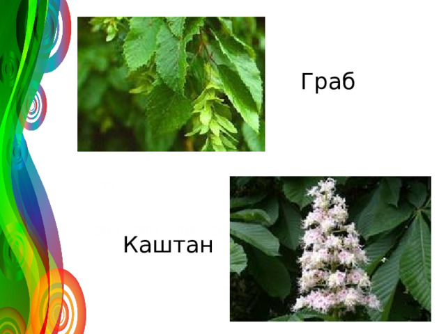 Граб 120 50 30 2008 2009 2010 2011 Каштан Название графика 