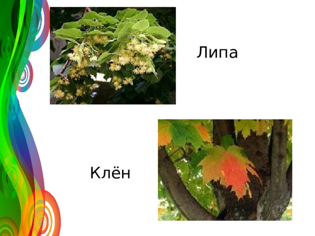 Липа 120 50 30 2008 2009 2010 2011 Клён Название графика 