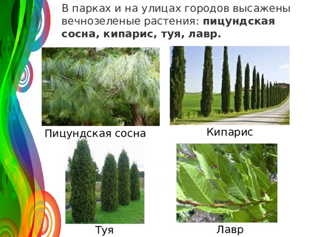 В пар­ках и на ули­цах го­ро­дов вы­са­же­ны веч­но­зе­ле­ные рас­те­ния:  пи­цунд­ская сосна, ки­па­рис, туя, лавр. 120 50 Кипарис 30 Пицундская сосна 2009 2010 2011 2008 Название графика Лавр Туя 