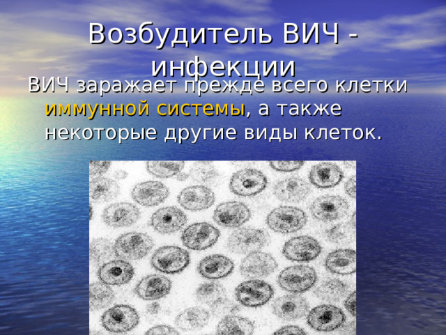Возбудитель ВИЧ - инфекции ВИЧ заражает прежде всего клетки иммунной системы , а также некоторые другие виды клеток. 