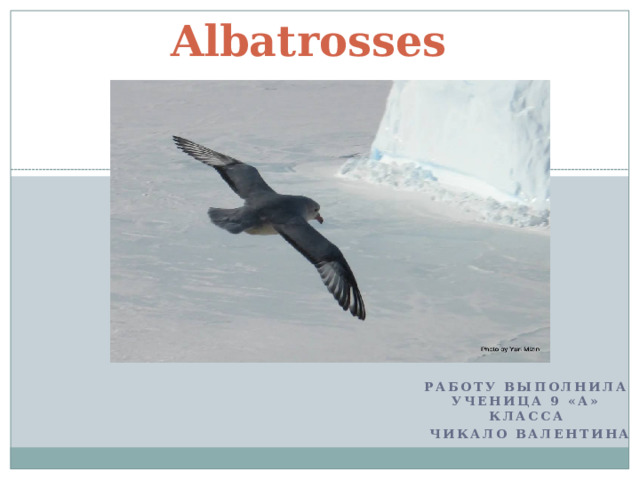 Albatrosses Работу выполнила ученица 9 «А» класса  чикало валентина 