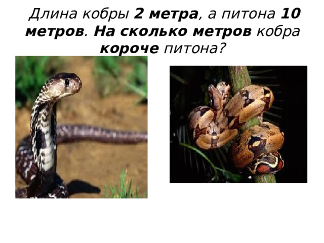  Длина кобры 2 метра , а питона 10 метров . На сколько  метров кобра короче питона? 