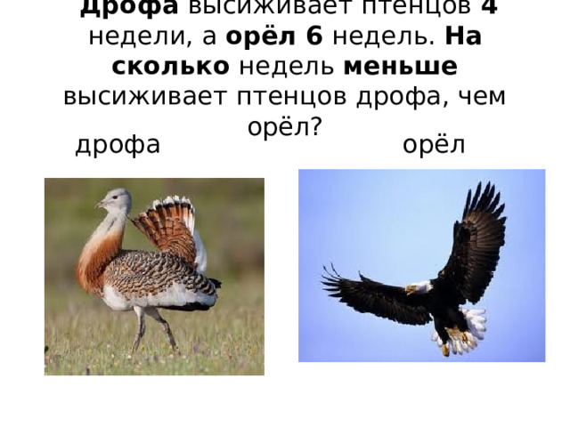  Дрофа высиживает птенцов 4 недели, а орёл 6 недель. На  сколько недель меньше высиживает птенцов дрофа, чем орёл?  дрофа орёл 