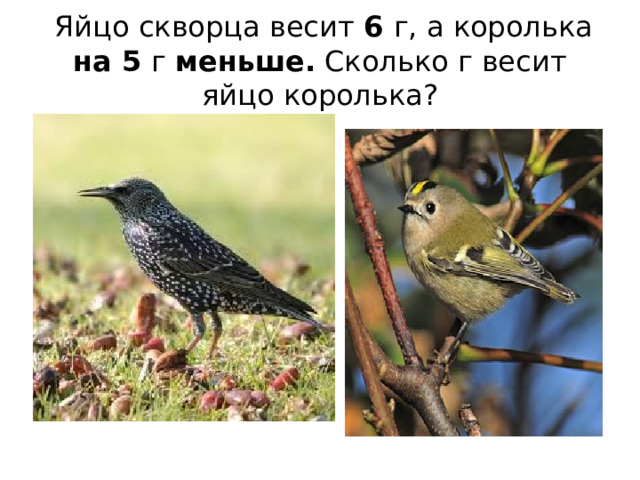  Яйцо скворца весит 6 г, а королька на 5 г меньше. Сколько г весит яйцо королька? 