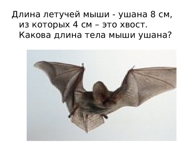 Длина летучей мыши - ушана 8 см, из которых 4 см – это хвост. Какова длина тела мыши ушана? 