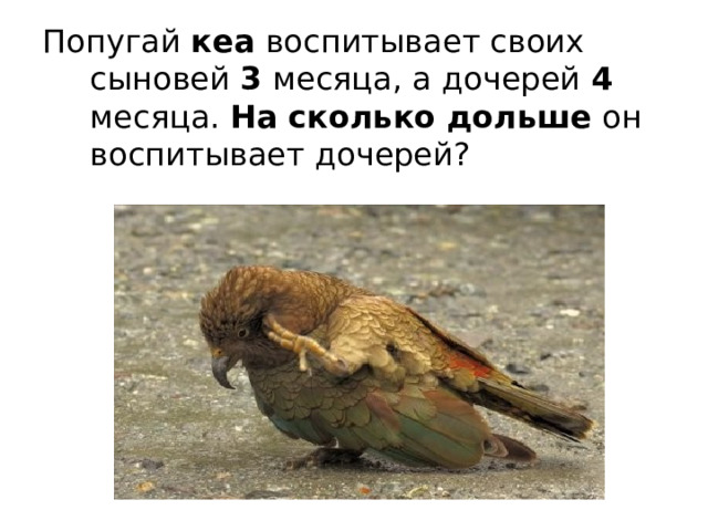 Попугай кеа воспитывает своих сыновей 3 месяца, а дочерей 4 месяца. На сколько дольше он воспитывает дочерей? 