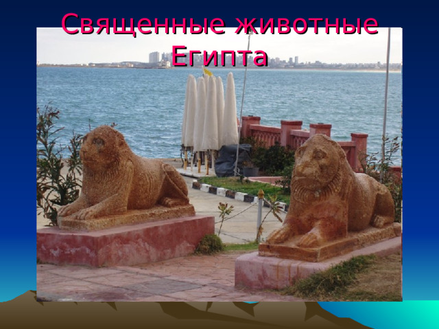Священные животные Египта 