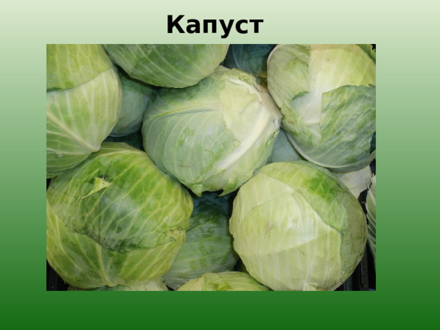 Капуста. 
