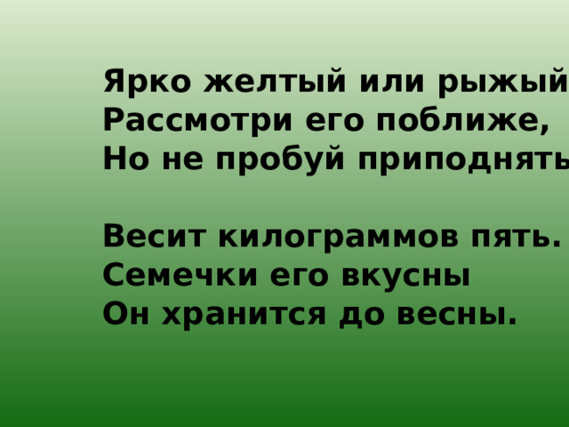 Ярко желтый или рыжый?  Рассмотри его поближе,  Но не пробуй приподнять –  Весит килограммов пять.  Семечки его вкусны  Он хранится до весны. 
