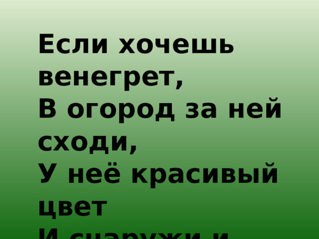 Если хочешь венегрет,  В огород за ней сходи,  У неё красивый цвет  И снаружи и внутри. 