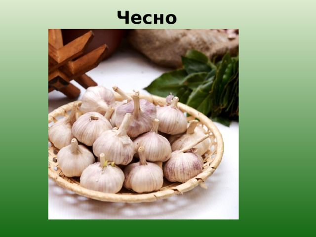 Чеснок. 