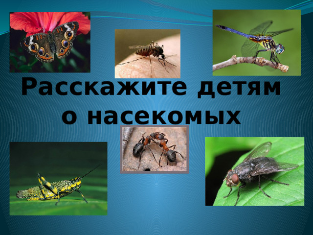Расскажите детям о насекомых 