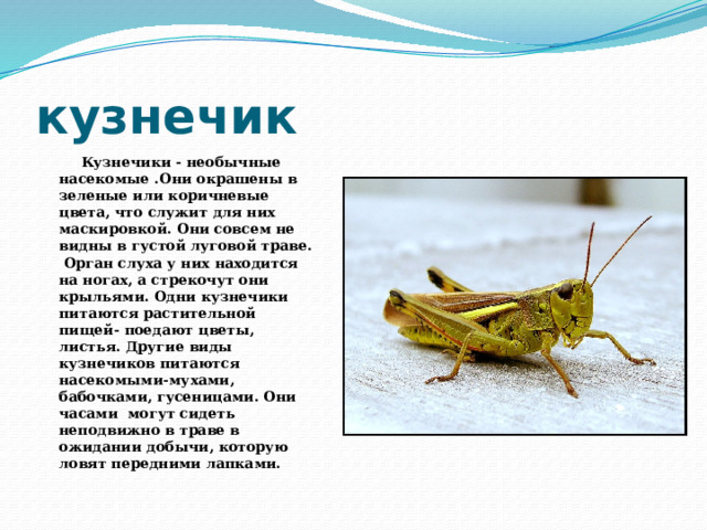 кузнечик  Кузнечики - необычные насекомые .Они окрашены в зеленые или коричневые цвета, что служит для них маскировкой. Они совсем не видны в густой луговой траве. Орган слуха у них находится на ногах, а стрекочут они крыльями. Одни кузнечики питаются растительной пищей- поедают цветы, листья. Другие виды кузнечиков питаются насекомыми-мухами, бабочками, гусеницами. Они часами могут сидеть неподвижно в траве в ожидании добычи, которую ловят передними лапками. 