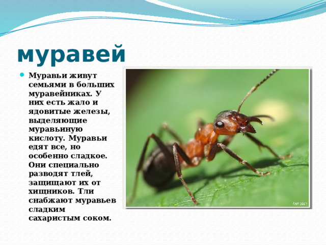 муравей Муравьи живут семьями в больших муравейниках. У них есть жало и ядовитые железы, выделяющие муравьиную кислоту. Муравьи едят все, но особенно сладкое. Они специально разводят тлей, защищают их от хищников. Тли снабжают муравьев сладким сахаристым соком. 
