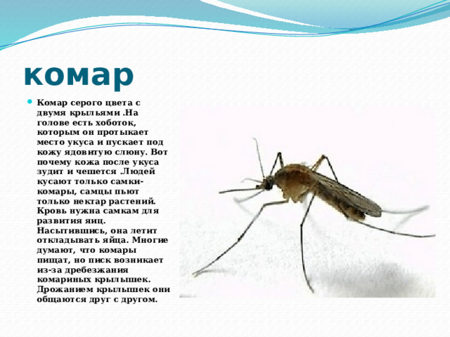 комар Комар серого цвета с двумя крыльями .На голове есть хоботок, которым он протыкает место укуса и пускает под кожу ядовитую слюну. Вот почему кожа после укуса зудит и чешется .Людей кусают только самки-комары, самцы пьют только нектар растений. Кровь нужна самкам для развития яиц. Насытившись, она летит откладывать яйца. Многие думают, что комары пищат, но писк возникает из-за дребезжания комариных крылышек. Дрожанием крылышек они общаются друг с другом. 