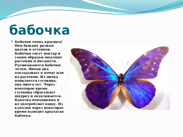 бабочка Бабочки очень красивы! Они бывают разных цветов и оттенков. Бабочки сосут нектар и таким образом опыляют растения и питаются. Размножаются бабочки летом. Яички она откладывает в почву или на растении. Из яичка появляется гусеница, она много ест. Через некоторое время гусеница сбрасывает шкурку и окукливается. Куколка неподвижна и не употребляет пищу. Из куколки через некоторое время выходит крылатая бабочка. 