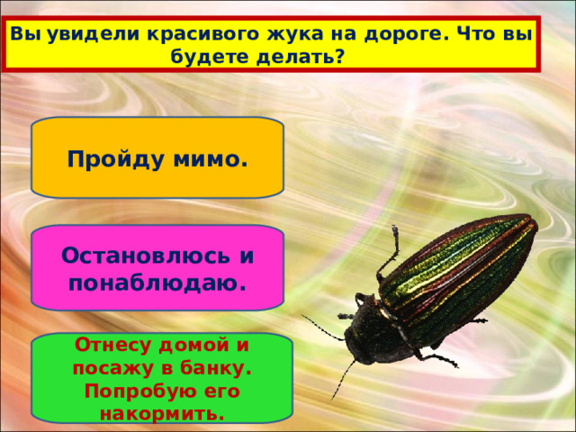 Вы  увидели красивого жука на дороге. Что вы  будете делать? Пройду мимо. Остановлюсь и понаблюдаю. Отнесу домой и посажу в банку. Попробую его накормить. 
