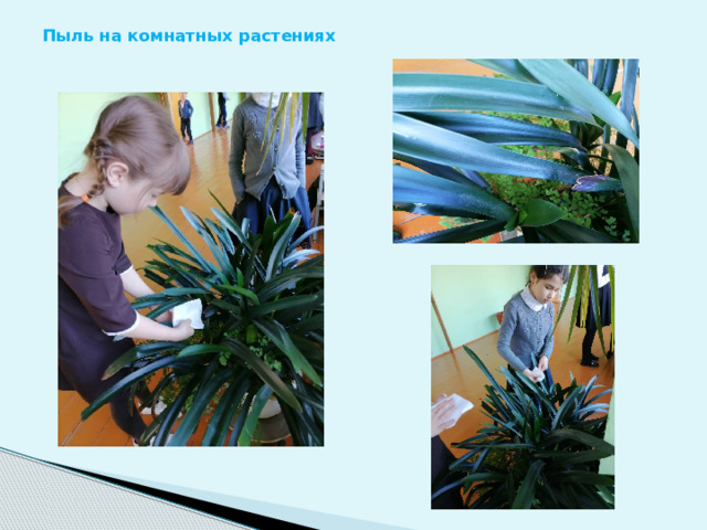 Пыль на комнатных растениях 