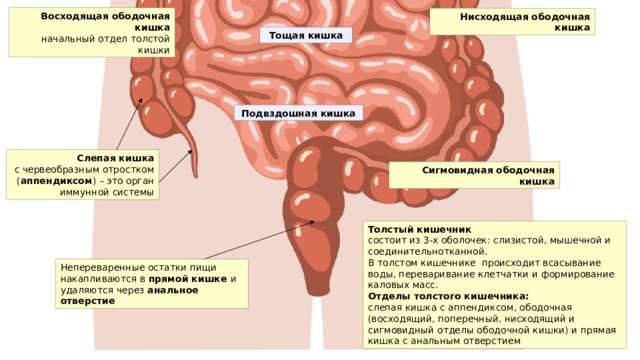 Восходящая ободочная кишка начальный отдел толстой кишки Нисходящая ободочная кишка Тощая кишка Подвздошная кишка Слепая кишка с червеобразным отростком ( аппендиксом ) – это орган иммунной системы Сигмовидная ободочная кишка Толстый кишечник состоит из 3-х оболочек: слизистой, мышечной и соединительнотканной. В толстом кишечнике происходит всасывание воды, переваривание клетчатки и формирование каловых масс. Отделы толстого кишечника: слепая кишка с аппендиксом, ободочная (восходящий, поперечный, нисходящий и сигмовидный отделы ободочной кишки) и прямая кишка с анальным отверстием Непереваренные остатки пищи накапливаются в прямой кишке и удаляются через анальное отверстие 