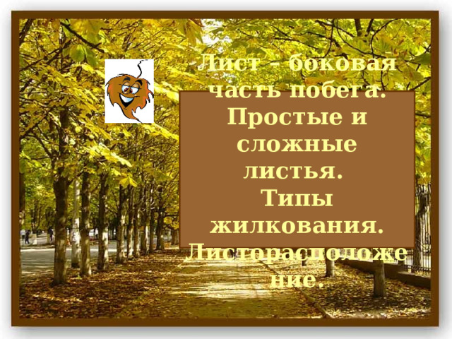 Лист – боковая часть побега. Простые и сложные листья.  Типы жилкования.  Листорасположение. 