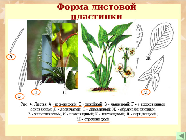 Форма листовой пластинки 