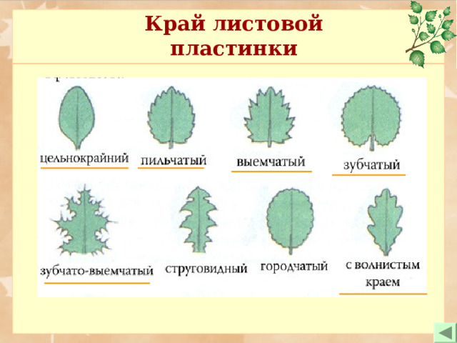 Край листовой пластинки 