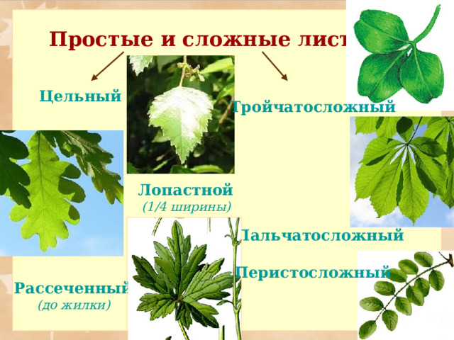 Простые и сложные листья Цельный Тройчатосложный Лопастной (1/4 ширины) Пальчатосложный Перистосложный Рассеченный (до жилки) 