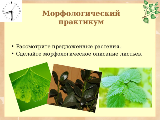 Морфологический практикум Рассмотрите предложенные растения. Сделайте морфологическое описание листьев. 
