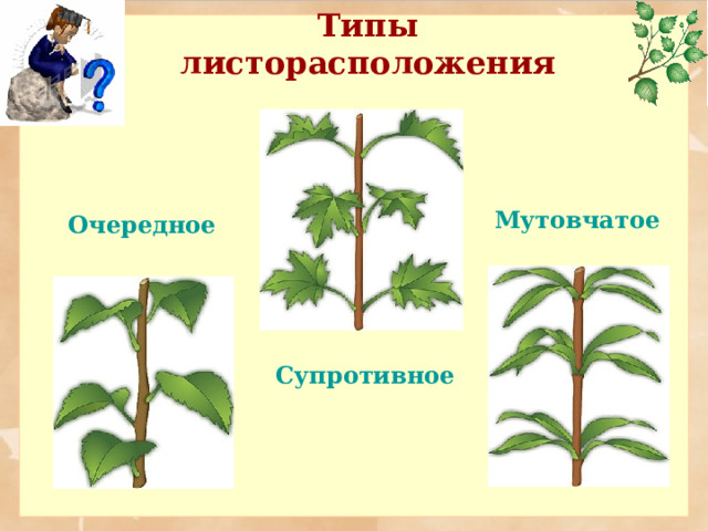 Типы листорасположения Мутовчатое Очередное Супротивное 