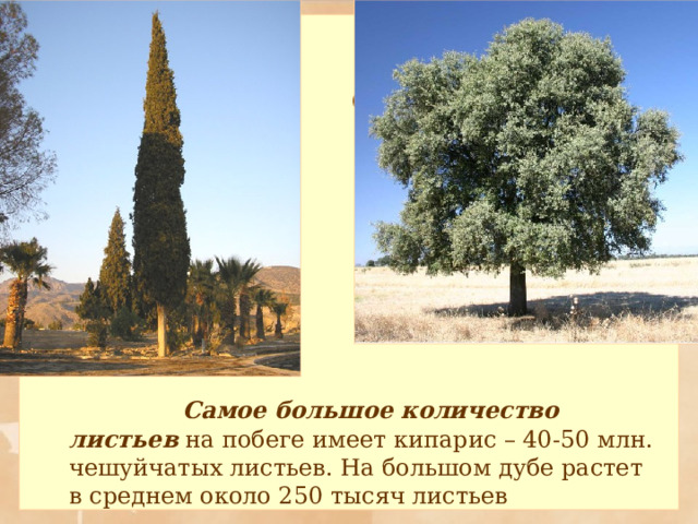 Самые-самые…    Самое большое количество листьев на побеге имеет кипарис – 40-50 млн. чешуйчатых листьев. На большом дубе растет в среднем около 250 тысяч листьев 