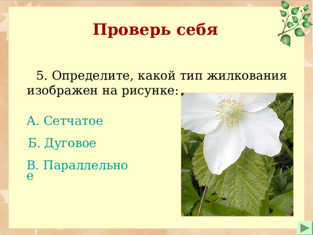 Проверь себя  5. Определите , какой тип жилкования изображен на рисунке: А. Сетчатое   Б. Дуговое В. Параллельное 