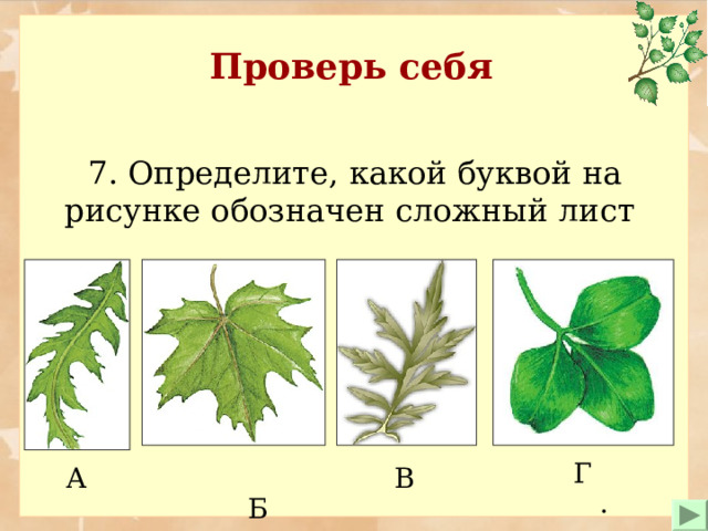 Проверь себя  7. Определите , какой буквой на рисунке обозначен сложный лист Г.  Б. В А 