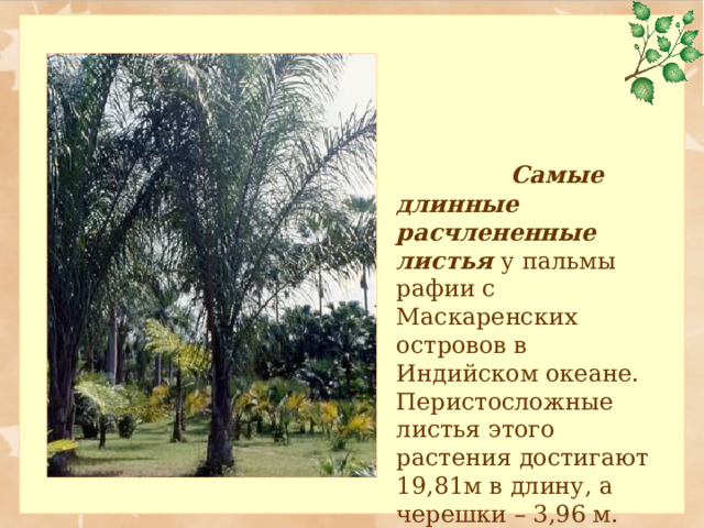    Самые длинные расчлененные листья у пальмы рафии с Маскаренских островов в Индийском океане. Перистосложные листья этого растения достигают 19,81м в длину, а черешки – 3,96 м. 