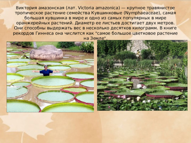   Виктория амазонская (лат. Victoria amazonica) — крупное травянистое тропическое растение семейства Кувшинковые (Nymphaeaceae), самая большая кувшинка в мире и одно из самых популярных в мире оранжерейных растений. Диаметр ее листьев достигает двух метров. Они способны выдержать вес в несколько десятков килограмм. В книге рекордов Гиннеса она числится как 
