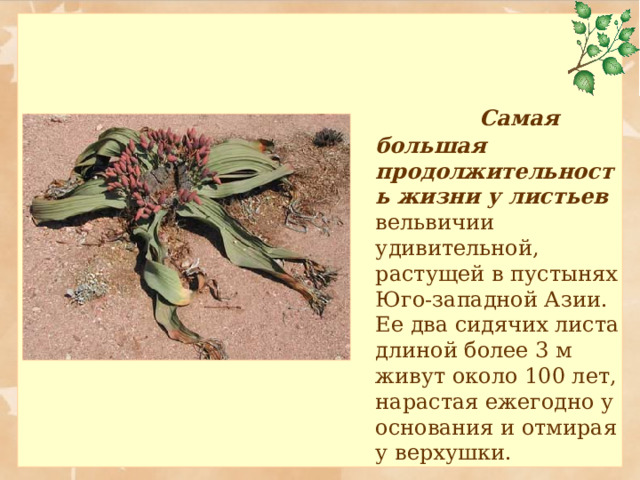    Самая большая продолжительность жизни у листьев вельвичии удивительной, растущей в пустынях Юго-западной Азии. Ее два сидячих листа длиной более 3 м живут около 100 лет, нарастая ежегодно у основания и отмирая у верхушки. 