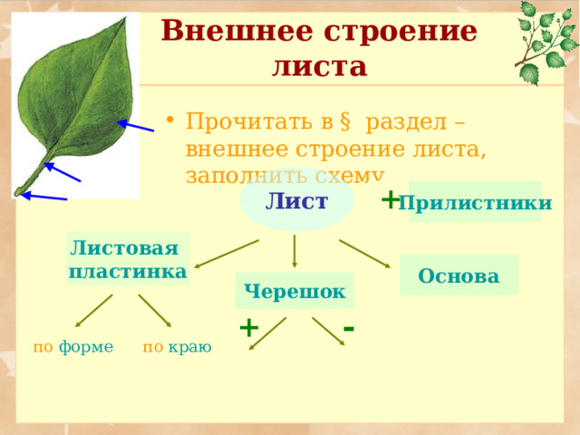 Внешнее строение листа Работа с книгой Прочитать в § раздел – внешнее строение листа, заполнить схему Лист + Прилистники Листовая пластинка Основа Черешок - + по форме по краю 
