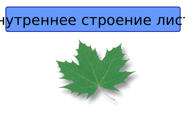 Внутреннее строение листа 