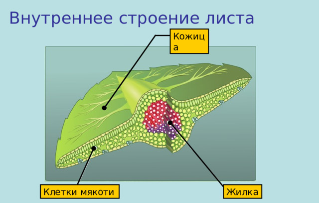 Внутреннее строение листа Кожица Жилка Клетки мякоти 