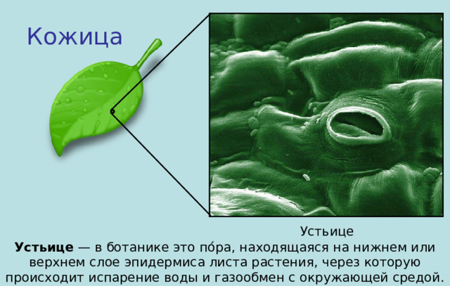 Кожица Устьице Устьице  — в ботанике это по́ра, находящаяся на нижнем или верхнем слое эпидермиса листа растения, через которую происходит испарение воды и газообмен с окружающей средой. 