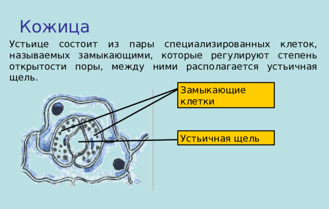 Кожица Устьице состоит из пары специализированных клеток, называемых замыкающими, которые регулируют степень открытости поры, между ними располагается устьичная щель. Замыкающие клетки Устьичная щель 