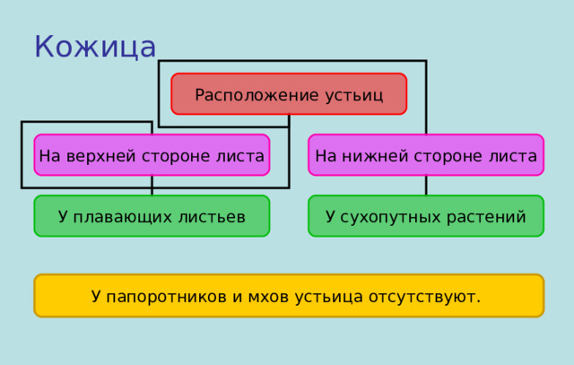 Кожица Расположение устьиц На верхней стороне листа На нижней стороне листа У плавающих листьев У сухопутных растений У папоротников и мхов устьица отсутствуют. 