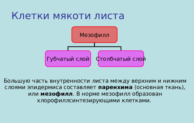 Клетки мякоти листа Мезофилл Губчатый слой Столбчатый слой Большую часть внутренности листа между верхним и нижним слоями эпидермиса составляет  паренхима  (основная ткань), или  мезофилл . В норме мезофилл образован хлорофиллсинтезирующими клетками. 