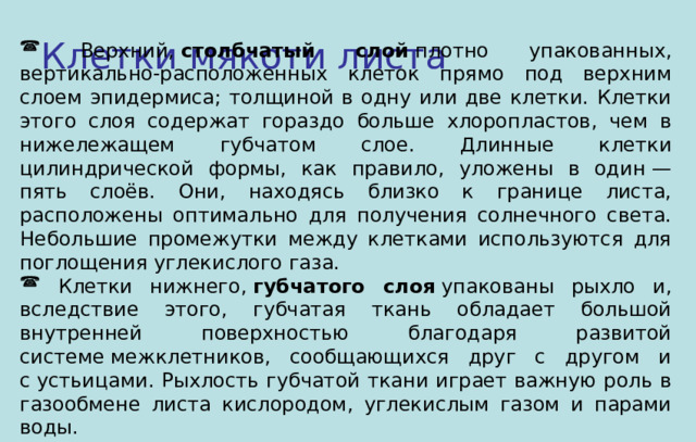 Клетки мякоти листа  Верхний,  столбчатый слой  плотно упакованных, вертикально-расположенных клеток прямо под верхним слоем эпидермиса; толщиной в одну или две клетки. Клетки этого слоя содержат гораздо больше хлоропластов, чем в нижележащем губчатом слое. Длинные клетки цилиндрической формы, как правило, уложены в один — пять слоёв. Они, находясь близко к границе листа, расположены оптимально для получения солнечного света. Небольшие промежутки между клетками используются для поглощения углекислого газа.   Клетки нижнего,  губчатого слоя  упакованы рыхло и, вследствие этого, губчатая ткань обладает большой внутренней поверхностью благодаря развитой системе межклетников, сообщающихся друг с другом и с устьицами. Рыхлость губчатой ткани играет важную роль в газообмене листа кислородом, углекислым газом и парами воды. 