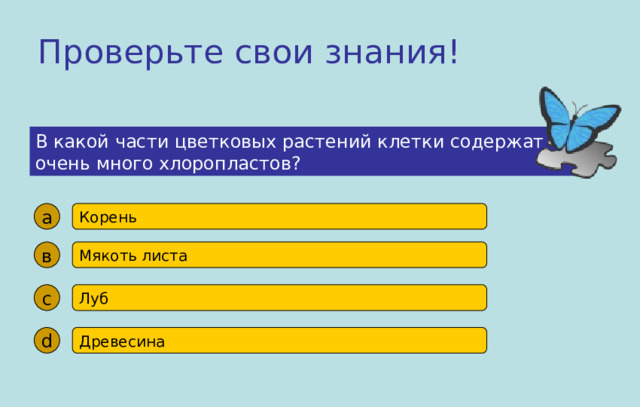 Проверьте свои знания! В какой части цветковых растений клетки содержат очень много хлоропластов? а Корень в Мякоть листа с Луб d Древесина 