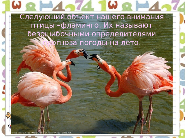 Следующий объект нашего внимания птицы –фламинго. Их называют безошибочными определителями прогноза погоды на лето. 