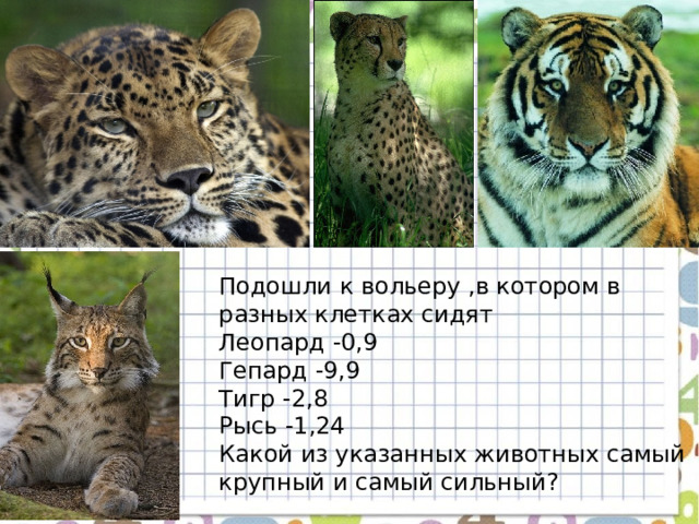 Подошли к вольеру ,в котором в разных клетках сидят Леопард -0,9 Гепард -9,9 Тигр -2,8 Рысь -1,24 Какой из указанных животных самый крупный и самый сильный? 