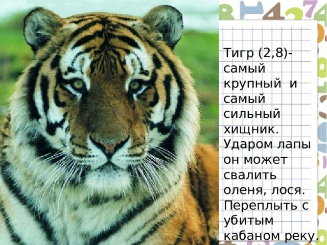 Тигр (2,8)-самый крупный и самый сильный хищник. Ударом лапы он может свалить оленя, лося. Переплыть с убитым кабаном реку. 