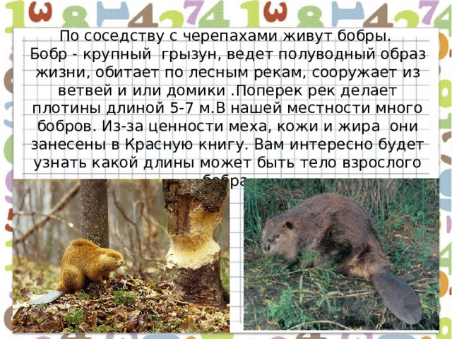 По соседству с черепахами живут бобры. Бобр - крупный грызун, ведет полуводный образ жизни, обитает по лесным рекам, сооружает из ветвей и или домики .Поперек рек делает плотины длиной 5-7 м.В нашей местности много бобров. Из-за ценности меха, кожи и жира они занесены в Красную книгу. Вам интересно будет узнать какой длины может быть тело взрослого бобра. 