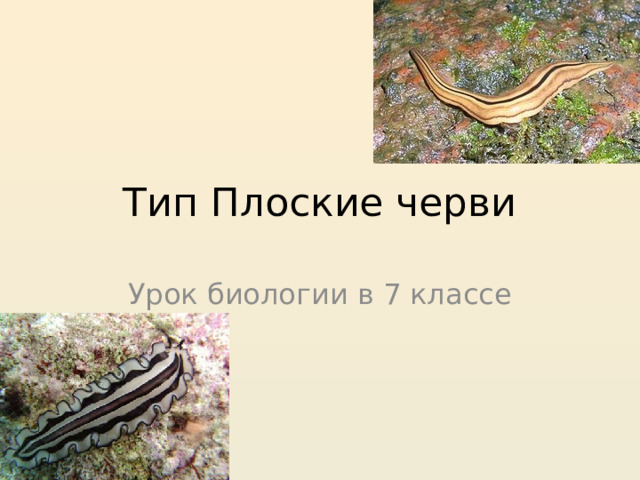Тип Плоские черви Урок биологии в 7 классе 